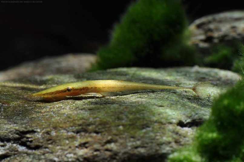 This species is capable of taking on a greenish or brownish (as here) colour pattern depending on its surroundings.