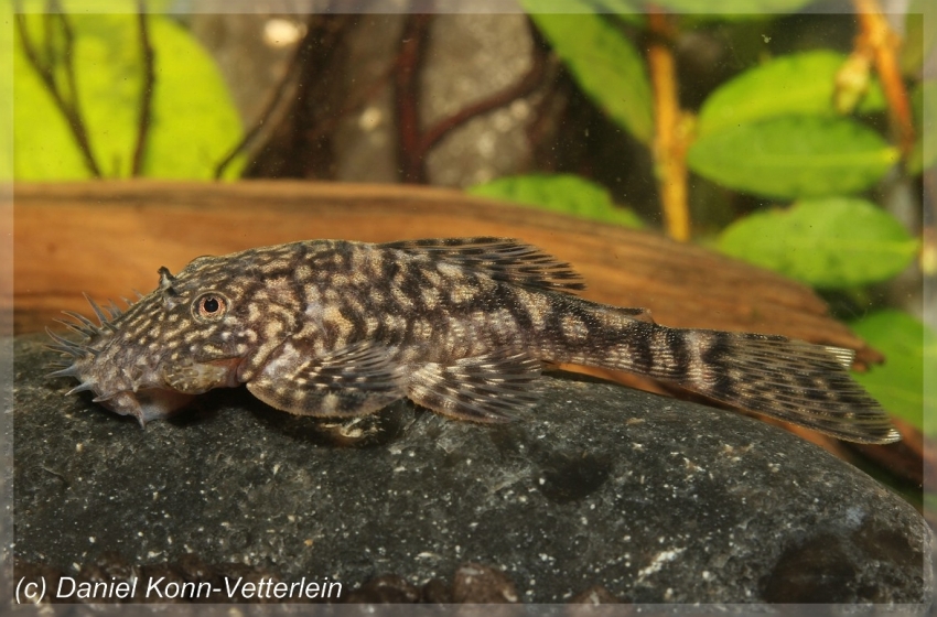 Adult male specimen.