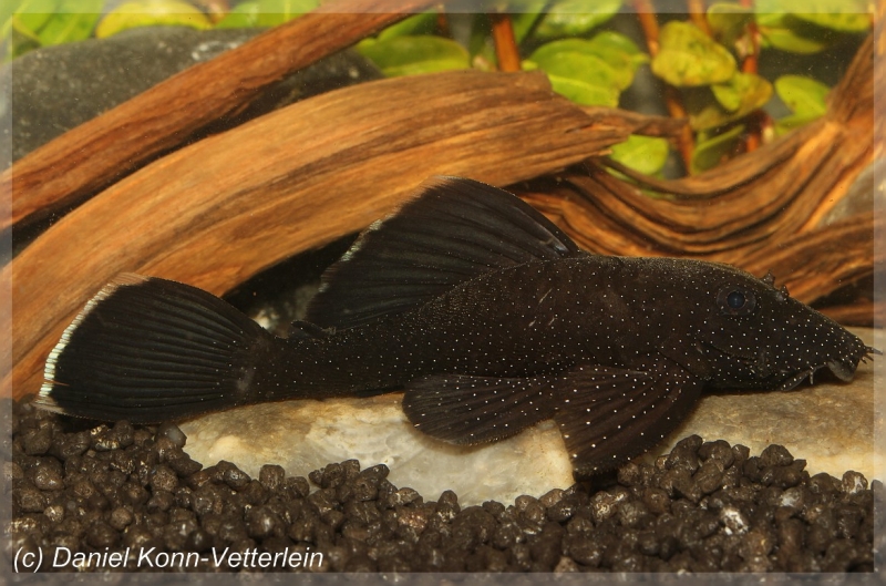 Female individual from the German aquarium trade.