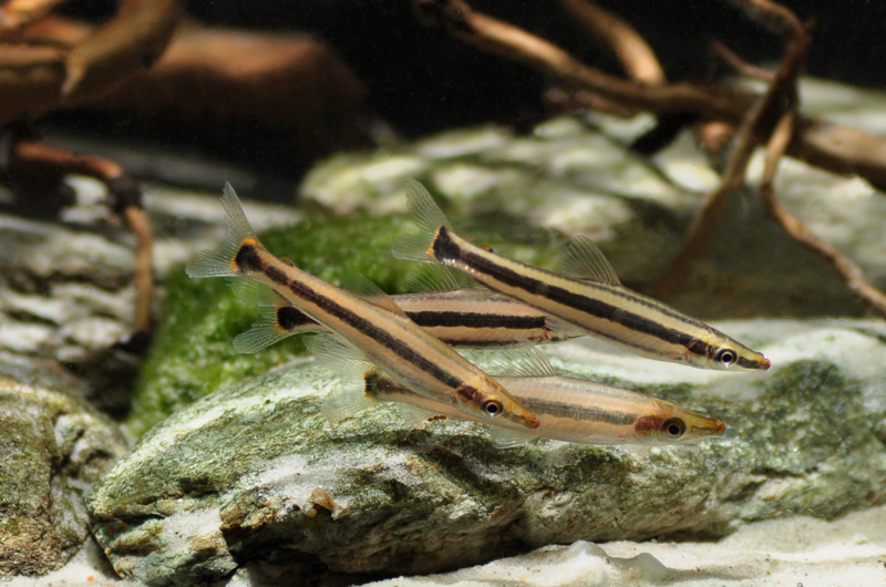 Wild specimens from Venezuela.