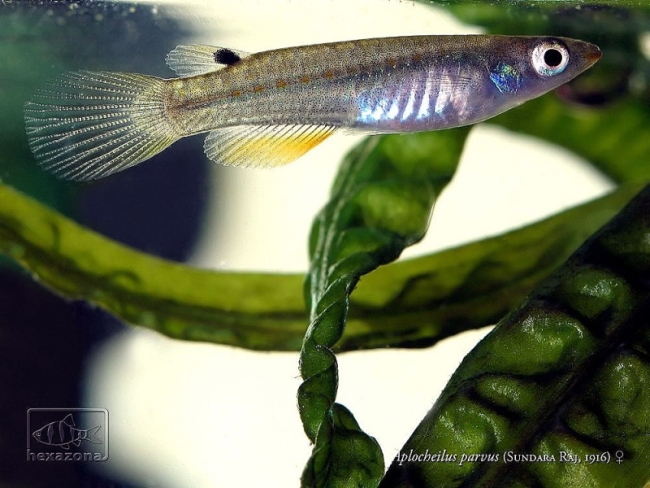Specimen from the Singapore aquarium trade.