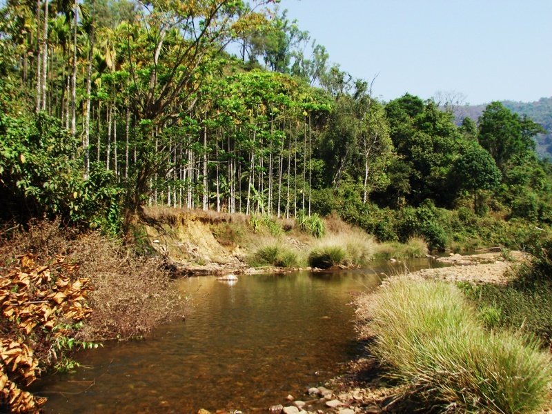 Habitat in the Bhadra river drainage, Karnataka state, southern India.