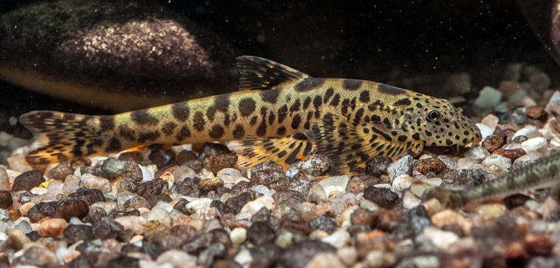 Adult specimen.