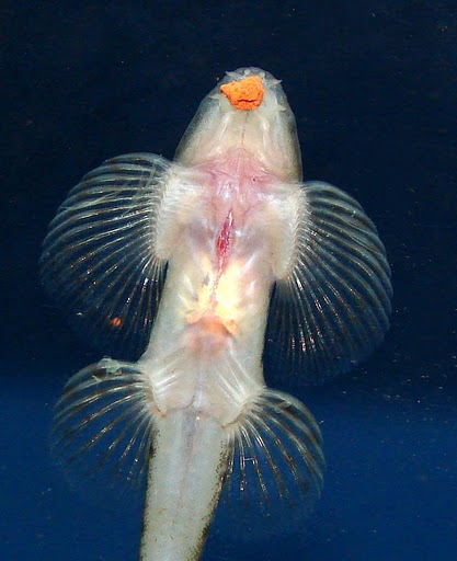 Ventral view of young specimen.
