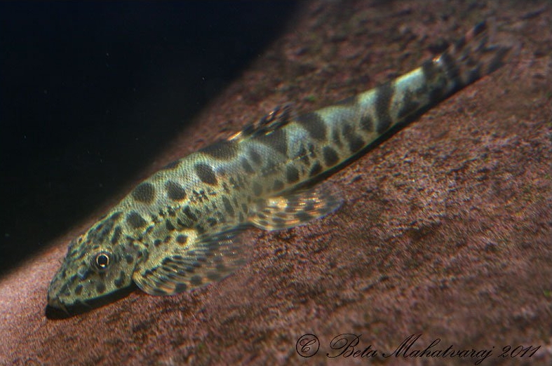 Subadult.