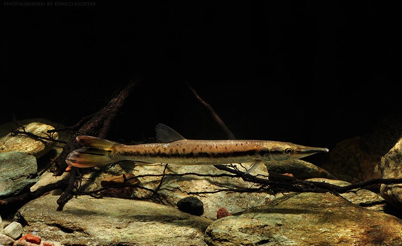 Subadult specimen measuring 130 mm SL imported to Germany from Venezuela.