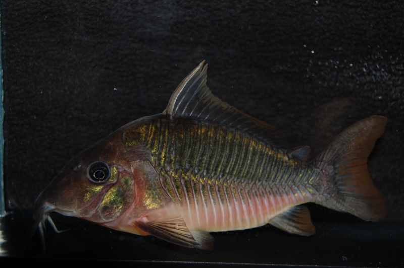 Specimen from the UK aquarium trade.