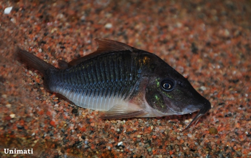 Specimen from the Danish aquarium trade.