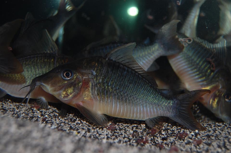 Specimen from the UK aquarium trade...