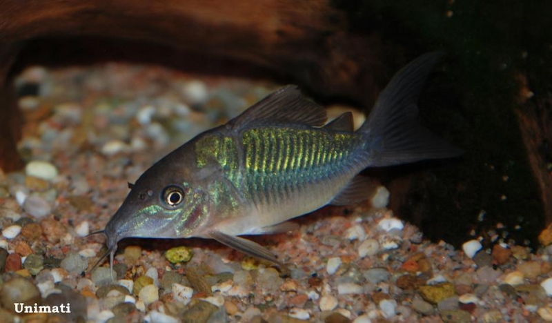 Young adult from the Danish aquarium trade...