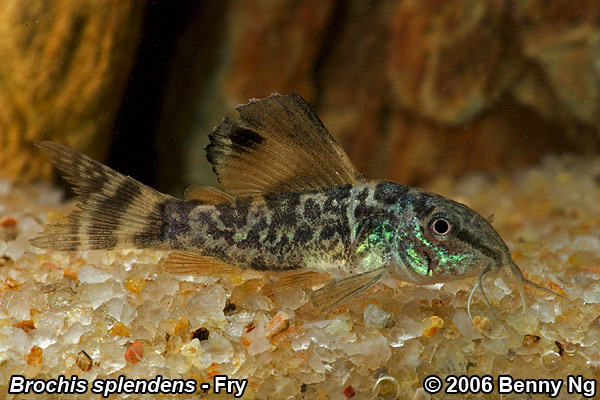 ...and when very young, mottled colour pattern.