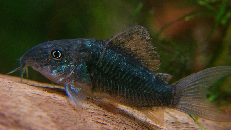 Young specimens are often traded as 'hi-fin corydoras' due to their enlarged dorsal-fin...