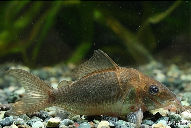 Subadult.