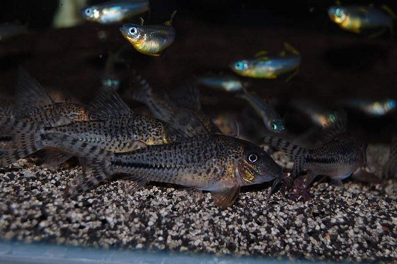 Specimens from the UK aquarium trade.