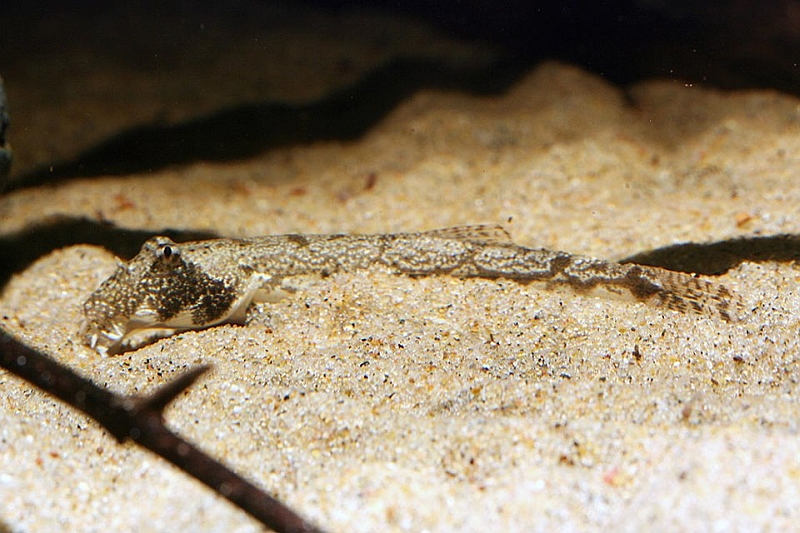 This species prefers a soft substrate in order that it can conceal itself.