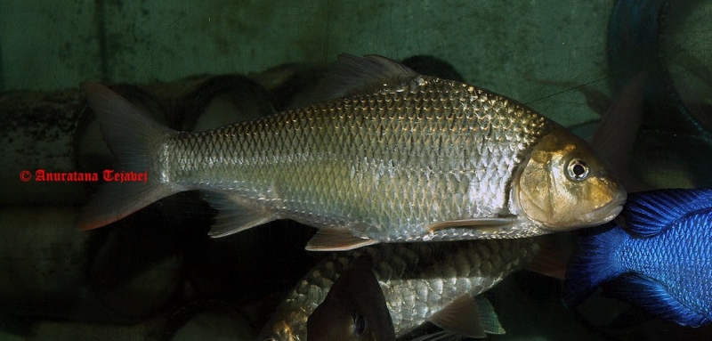 Well-conditioned adult specimen.
