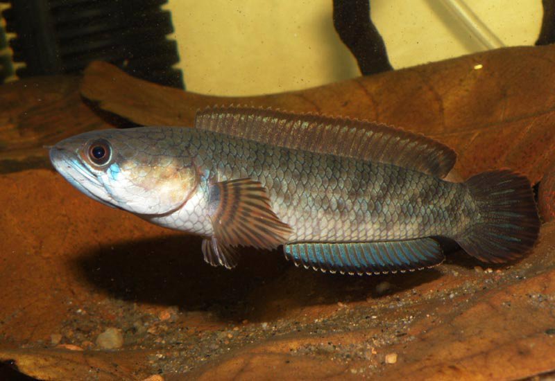 Specimen from Tamil Nadu state, southern India.