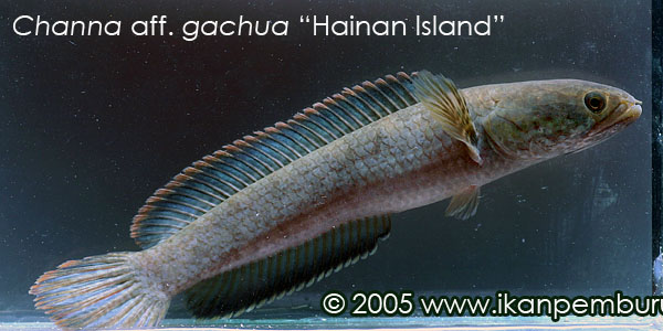Specimen from Hainan Island, southern China.