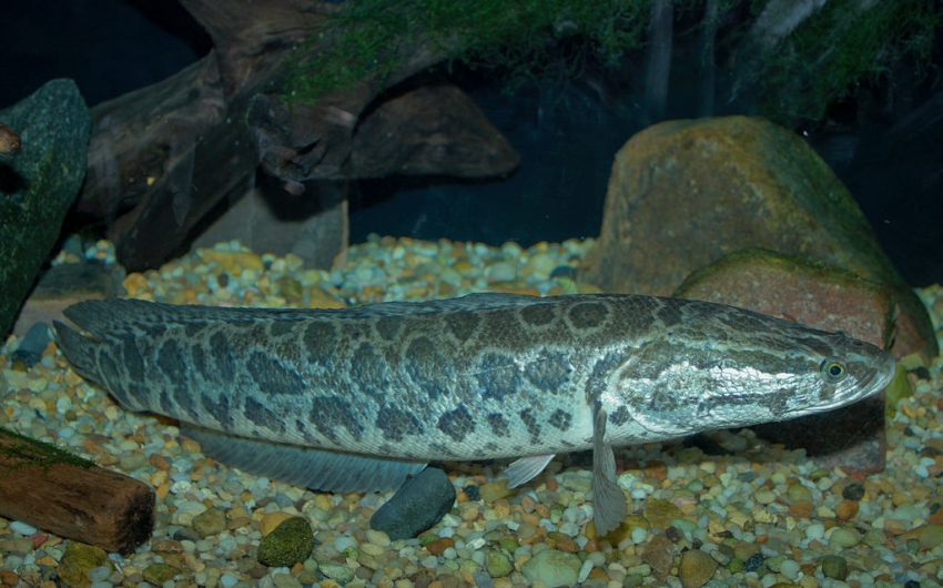 Adult individual in a public aquarium display.