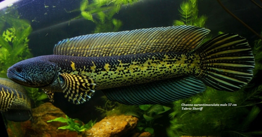 Adult male specimen.