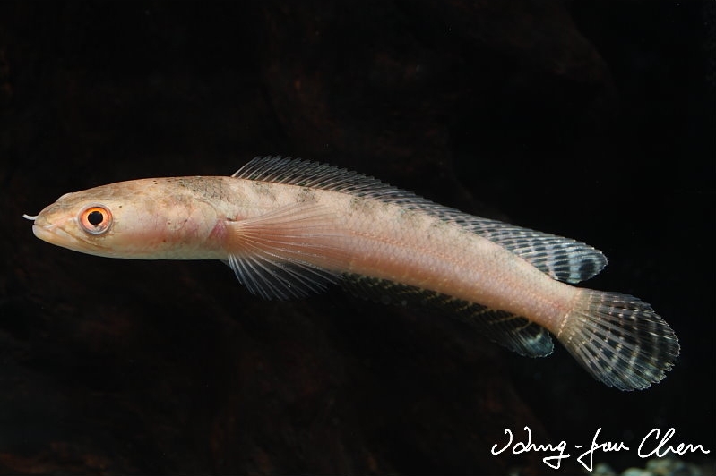 Juvenile individual.