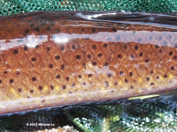 Detail of body.