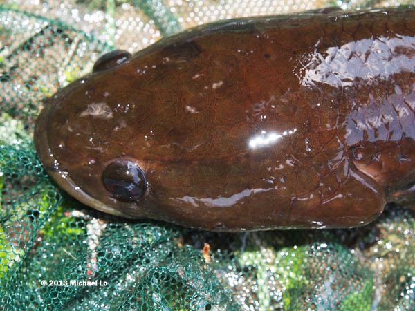 Dorsal view of head.