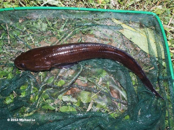 Dorsal view of adult.