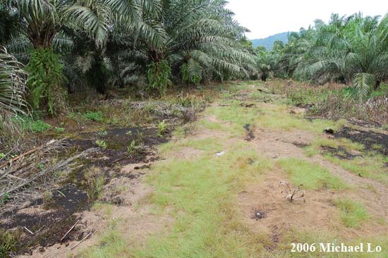 Degraded peat swamp forest habitat at Kampong Gedong, southern Sarawak.