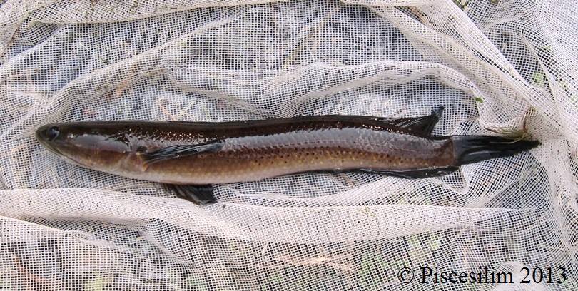 Adult pictured in the field.