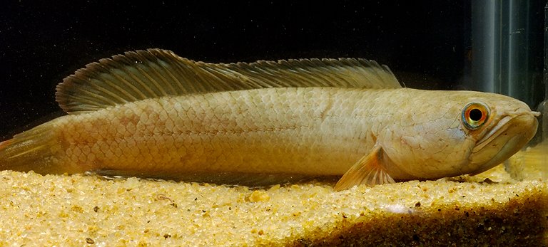 Specimen from Barobisha from northern West Bengal state, between the Raidak and Sankosh rivers, Brahmaputra River drainage.