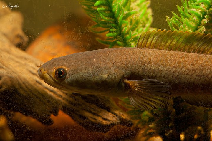 Detail of head and anteror portion of body; Chikmagalur population.