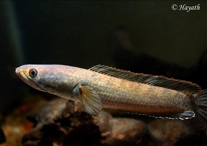 Specimen from Chikmagalur, Karnataka state, southern India.