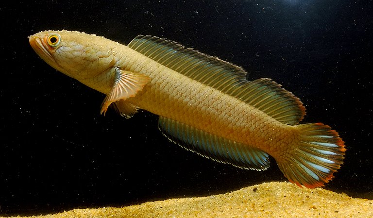 Specimen from Duttaphulia.