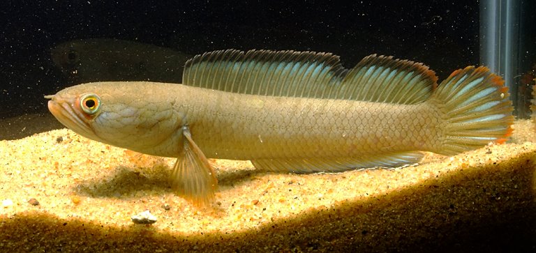 Specimen from Duttaphulia, West Bengal state, northern India which should be representative of C. gachua sensu stricto.