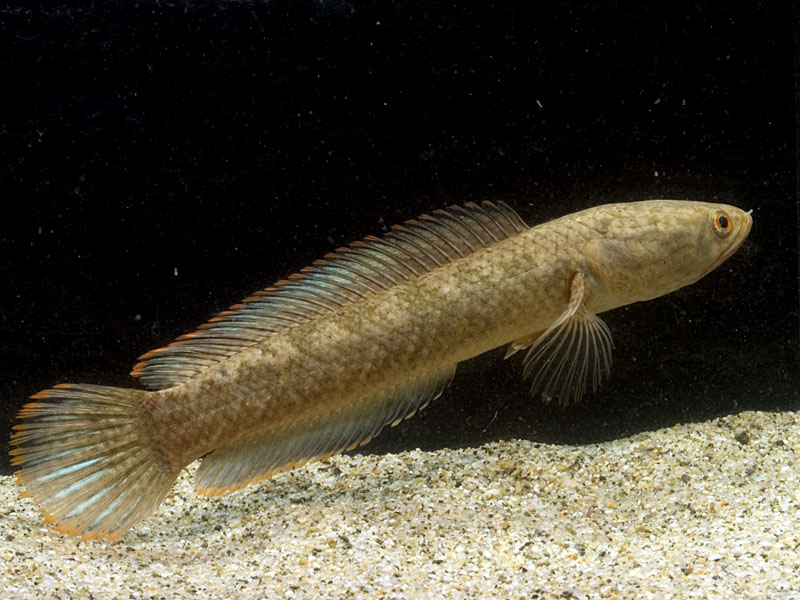 Specimen from Manipur state, northeastern India.