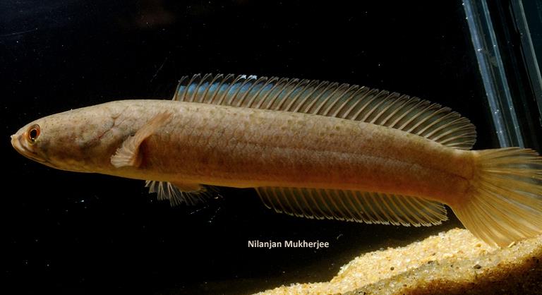 Another view of the Manoharpur fish.