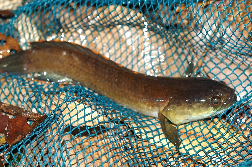Specimen from Chanthaburi province, eastern Thailand. Thai populations are sometimes referred to as C. limbata, although this name is currently considered a synonym of C. gachua.