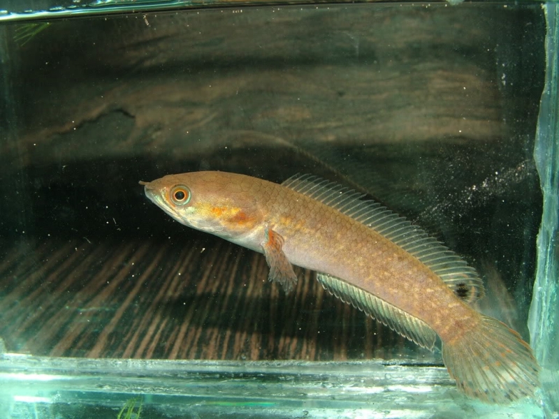 Specimen from Kaveripattanam, Krishnagiri district, Tamil Nadu state, southern India with a dark blotch in the posterior part of the dorsal-fin.