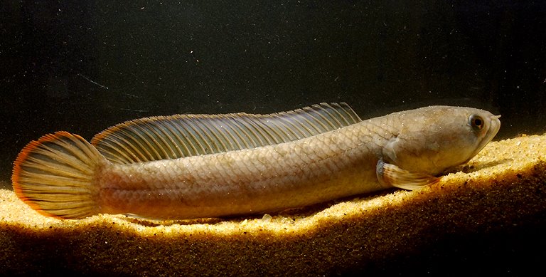 This specimen from the Hooghly River basin in Dhubulia, Nadia district, West Bengal state, India, should also represent C. gachua sensu stricto.