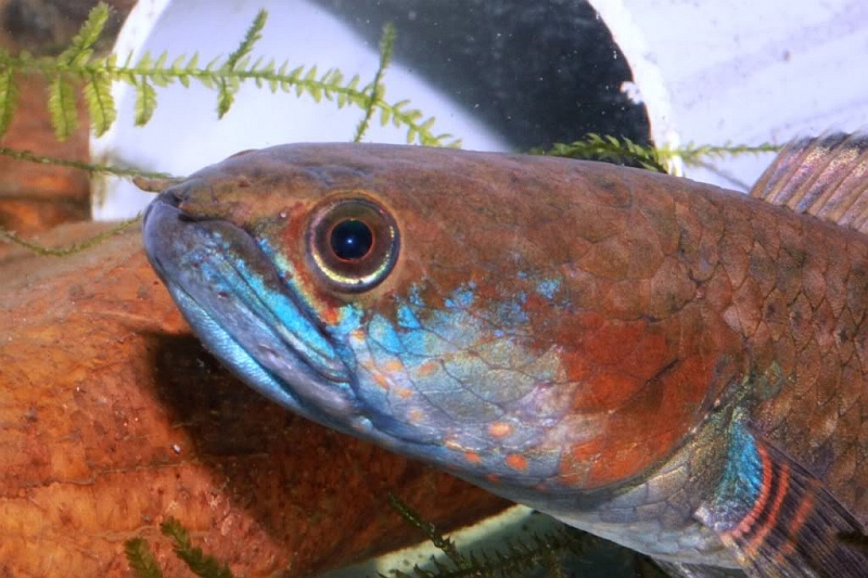 Head detail of a form from southern India traded as C. gachua 'red cheek'.