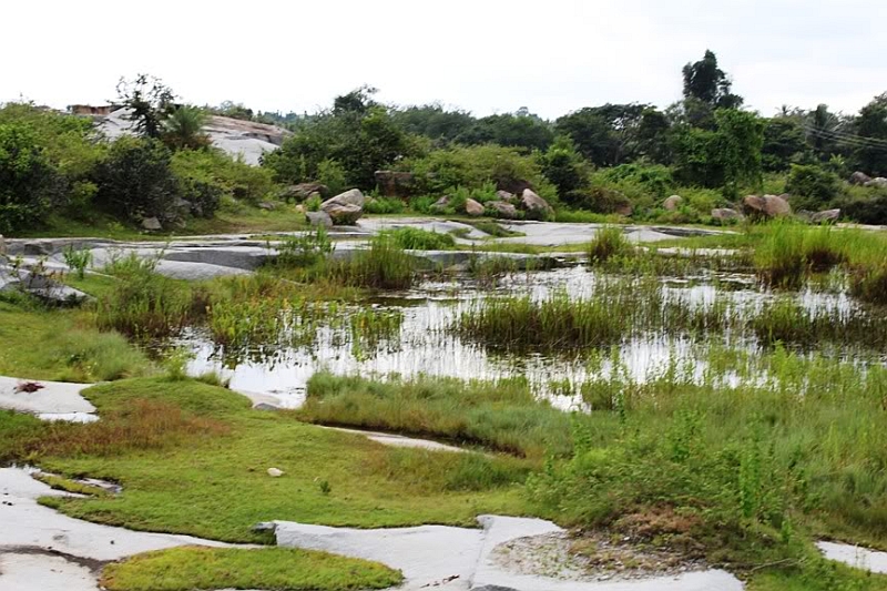 Habitat of C. gachua 'red cheek' in Belur district, Karnataka state, southern India.