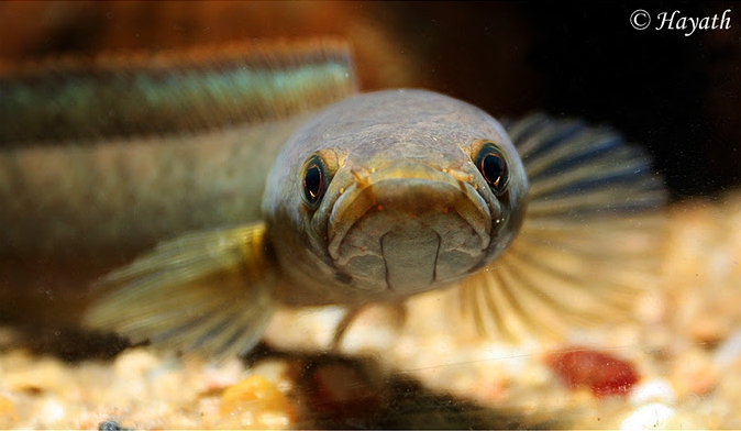 Profile of specimen from an unspecified locality in the Western Ghats mountains, southern India.