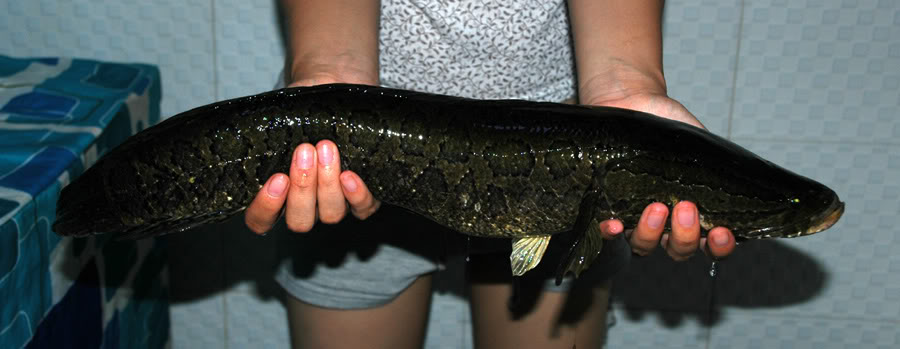 Adult specimen from Jiayuezhen in the vicinity of Zhucheng, Shandong province, eastern China.