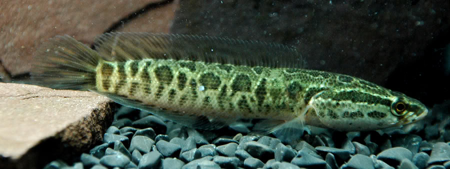 Subadult.