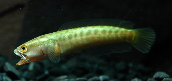 Juvenile from Shanghai, eastern China, yawning.