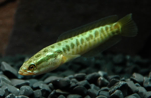 Juvenile.