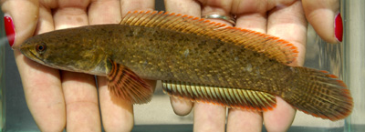 Specimen from the Red River basin, Yunnan province, southern China.