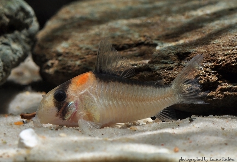 C. adolfoi is one of a number of similar-looking species known from the rio Negro, Brazil.