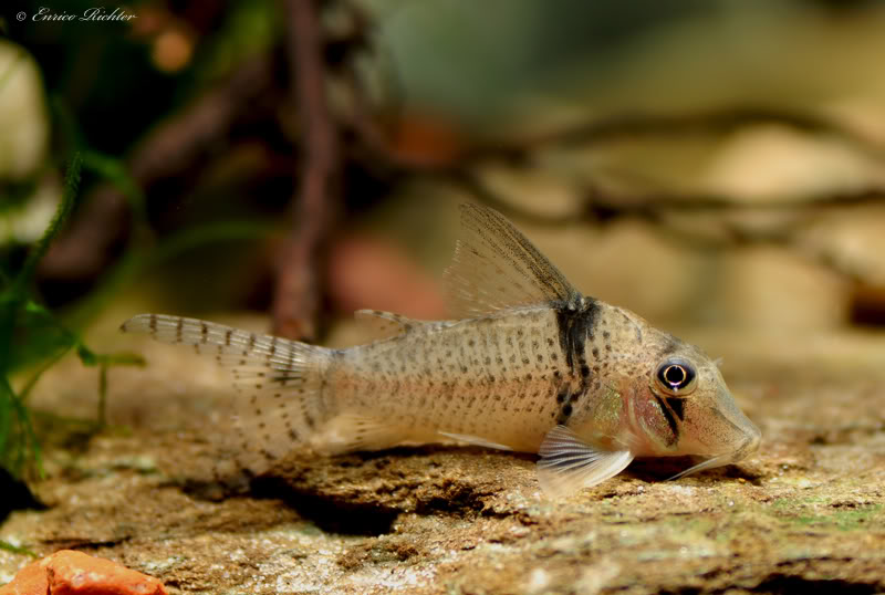 Specimen from the German aquarium trade.